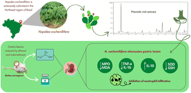 Graphical abstract: Phenolic-rich extract of Nopalea cochenillifera attenuates gastric lesions induced in experimental models through inhibiting oxidative stress, modulating inflammatory markers and a cytoprotective effect