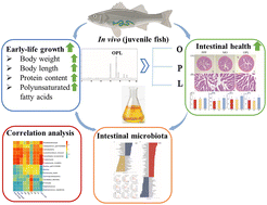 Graphical abstract: The nutritional and functional properties of 1-oleoyl-2-palmitoyl-3-linoleoylglycerol-rich oil: promoting early-life growth and intestinal health with alterations in the intestinal microbiota of Micropterus salmoides