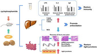 Graphical abstract: Ameliorating effects of Hericium erinaceus polysaccharides on intestinal barrier injury in immunocompromised mice induced by cyclophosphamide