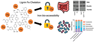Graphical abstract: Intestinal iron bio-accessibility changes by Lignin and the subsequent impact on cell metabolism and intestinal microbiome communities