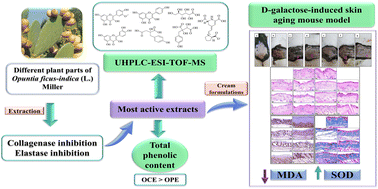 Graphical abstract: Characterization and anti-aging effects of Opuntia ficus-indica (L.) Miller extracts in a d-galactose-induced skin aging model