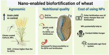 Graphical abstract: Citrate-coated cobalt ferrite nanoparticles for the nano-enabled biofortification of wheat