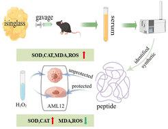 Graphical abstract: Identification of antioxidant peptides after digestion and absorption of isinglass by serum peptidomics and cellular antioxidant activity analysis