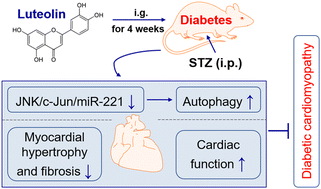 Graphical abstract: The protection of luteolin against diabetic cardiomyopathy in rats is related to reversing JNK-suppressed autophagy