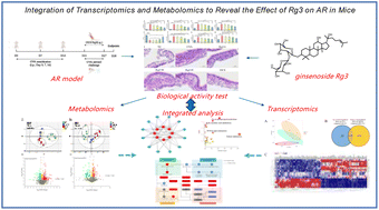 Graphical abstract: Integration of transcriptomics and metabolomics to reveal the effect of ginsenoside Rg3 on allergic rhinitis in mice