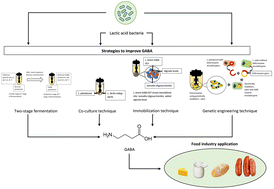 Graphical abstract: Strategies for improvement of gamma-aminobutyric acid (GABA) biosynthesis via lactic acid bacteria (LAB) fermentation