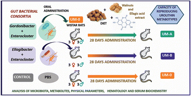 Graphical abstract: In vivo administration of gut bacterial consortia replicates urolithin metabotypes A and B in a non-urolithin-producing rat model