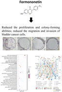Graphical abstract: Comparative transcriptomic analysis and mechanistic characterization revealed the use of formononetin for bladder cancer treatment