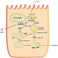 Graphical abstract: Biogenic selenium nanoparticles alleviate intestinal epithelial barrier injury by regulating mitochondria–lysosome crosstalk