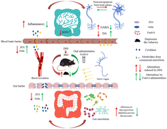 Graphical abstract: Ingestion of Lacticaseibacillus rhamnosus Fmb14 prevents depression-like behavior and brain neural activity via the microbiota–gut–brain axis in colitis mice
