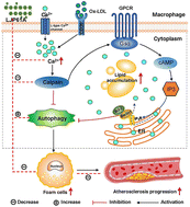 Graphical abstract: Inhibition of Ca2+-calpain signaling is a new mechanism using Laminaria japonica polysaccharide to prevent macrophage foam cell formation and atherosclerosis