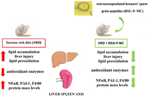 Graphical abstract: In vivo and in silico study of antioxidant and anti-inflammatory effects on the liver-spleen axis of microencapsulated brewers’ spent grain peptides