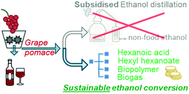 Graphical abstract: Upgrading grape pomace contained ethanol into hexanoic acid, fuel additives and a sticky polyhydroxyalkanoate: an effective alternative to ethanol distillation