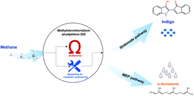 Graphical abstract: Bypassing the bottlenecks in the shikimate and methylerythritol phosphate pathways for enhancing the production of natural products from methane in Methylotuvimicrobium alcaliphilum 20Z