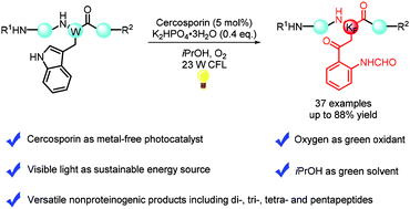 Graphical abstract: Natural product cercosporin as a bioinspired photocatalyst for the synthesis of peptides containing kynurenine via an energy transfer mechanism