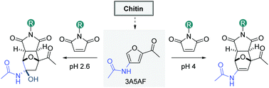Graphical abstract: A direct Diels–Alder reaction of chitin derived 3-acetamido-5-acetylfuran