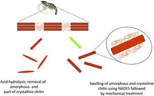 Graphical abstract: Chitin nanowhiskers with improved properties obtained using natural deep eutectic solvent and mild mechanical processing