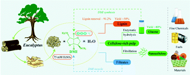 Graphical abstract: Efficient pretreatment using dimethyl isosorbide as a biobased solvent for potential complete biomass valorization