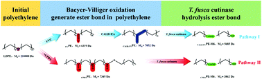 Graphical abstract: Chemical-biological degradation of polyethylene combining Baeyer–Villiger oxidation and hydrolysis reaction of cutinase