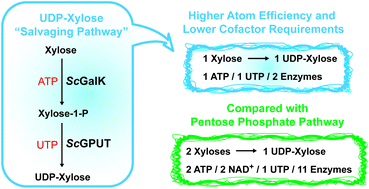 Graphical abstract: Substrate promiscuities of a bacterial galactokinase and a glucose-1-phosphate uridyltransferase enable xylose salvaging