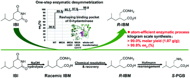 Graphical abstract: Desymmetric hydrolysis of prochiral imide for S-pregabalin synthesis by rationally designed d-hydantoinase