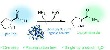 Graphical abstract: Racemization-free and scalable amidation of l-proline in organic media using ammonia and a biocatalyst only