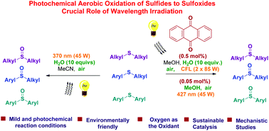 Graphical abstract: Photochemical aerobic oxidation of sulfides to sulfoxides: the crucial role of wavelength irradiation