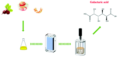 Graphical abstract: A wholly biological method for galactaric acid production from pectin by the combination of enzymatic hydrolysis and resting-cell catalysis