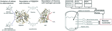 Graphical abstract: Efficient Bi-enzymatic synthesis of aldonic acids