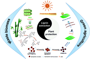 Graphical abstract: Integration of lignin microcapsulated pesticide production into lignocellulose biorefineries through FeCl3-mediated deep eutectic solvent pretreatment