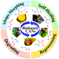 Graphical abstract: Biobased covalent adaptable networks: towards better sustainability of thermosets