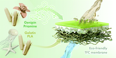 Graphical abstract: Biobased thin-film composite membranes comprising priamine–genipin selective layer on nanofibrous biodegradable polylactic acid support for oil and solvent-resistant nanofiltration