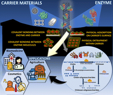 Graphical abstract: Marine chitin upcycling with immobilized chitinolytic enzymes: current state and prospects