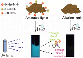 Graphical abstract: Aminated and amidated structures introduced by ethylenediamine pretreatment endow lignin with bright fluorescence