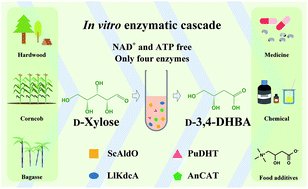 Graphical abstract: An in vitro cascade with four enzymes for the production of d-3,4-dihydroxybutyric acid from d-xylose