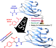 Graphical abstract: Catalyst-free site-selective cross-aldol bioconjugations