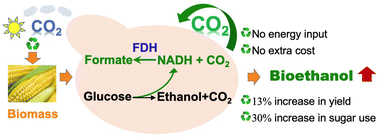 Graphical abstract: Fixing carbon dioxide in situ during ethanol production by formate dehydrogenase