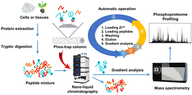 Graphical abstract: An eco-friendly, low-cost, and automated strategy for phosphoproteome profiling