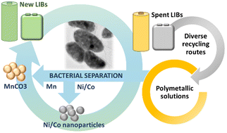 Graphical abstract: Selective bacterial separation of critical metals: towards a sustainable method for recycling lithium ion batteries