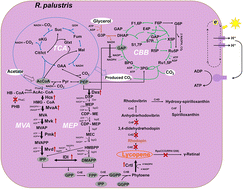 Graphical abstract: Enhanced CO2 capture for photosynthetic lycopene production in engineered Rhodopseudomonas palustris, a purple nonsulfur bacterium