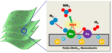 Graphical abstract: Boosting ammonia synthesis over MoO2 by Li intercalation