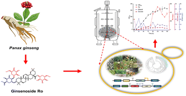Graphical abstract: Sustainable production of rare oleanane-type ginsenoside Ro with an artificial glycosylation pathway in Saccharomyces cerevisiae