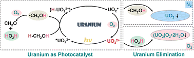 Graphical abstract: Photo-induced removal of uranium under air without external photocatalysts