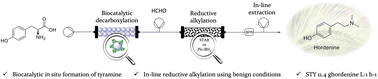 Graphical abstract: Combined chemoenzymatic strategy for sustainable continuous synthesis of the natural product hordenine