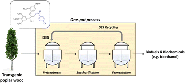 Graphical abstract: One-pot conversion of engineered poplar into biochemicals and biofuels using biocompatible deep eutectic solvents