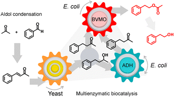 Graphical abstract: Sequential chemo–biocatalytic synthesis of aroma compounds