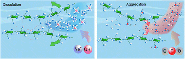 Graphical abstract: Cellulose dissolution and gelation in NaOH(aq) under controlled CO2 atmosphere: supramolecular structure and flow properties