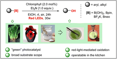 Graphical abstract: Red light-induced highly efficient aerobic oxidation of organoboron compounds using spinach as a photocatalyst