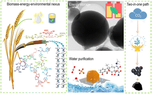 Graphical abstract: Integrating energy-environmental functions into multifaceted lignocellulose valorization: high-performance supercapacitors and antibiotic decomposition