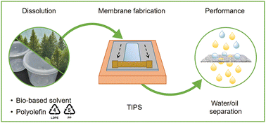 Graphical abstract: Bio-based solvents for polyolefin dissolution and membrane fabrication: from plastic waste to value-added materials